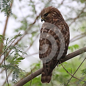 Juvenile Red-shouldered Hawk Perched