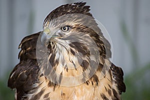 Juvenile Red Tail Hawk & x28;Buteo Jamaicensis& x29; is a bird of prey in