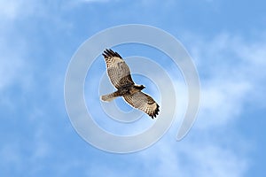 Juvenile Red-tailed Hawk