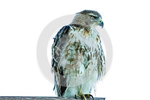 Juvenile Red Tailed Hawk