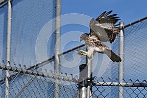 Juvenile Red Tailed Hawk attempt to land at a baseball diamond