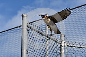 Juvenile Red Tailed Hawk attempt to lands on a chain link fence