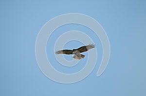 Juvenile Red Tailed Hawk Buteo jamaicensis Flying in the Blue Sky
