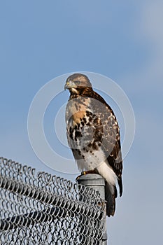 Juvenile Red Tailed Hawk perched at a baseball diamond