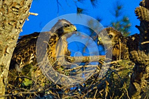 562 Red Tail Hawk Chicks photo