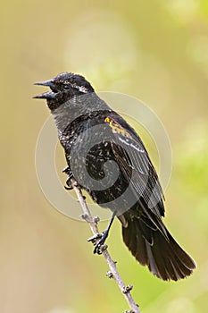 Juvenile Red-winged Blackbird