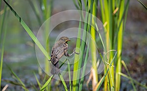 Juvenile Red winged blackbird ` Agelaius phoeniceus `