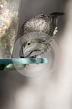 Juvenile red winged blackbird at feeder