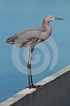 Juvenile Reddish Egret 1