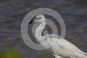 Juvenile Reddish Egret at Ding Darling National Wildlife Refuge