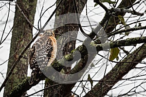 Juvenile redtail hawk