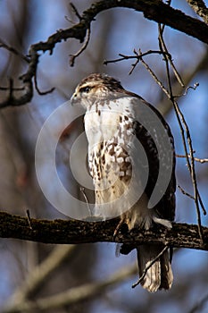 Juvenile Redtailed Hawk