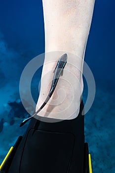 juvenile remora sharksucker attached to the leg of a diver