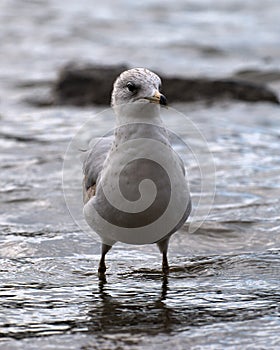 Juvenile Ring-billed Gull