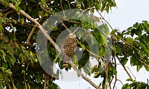 Juvenile Road-side Hawk (Rupornis magnirostris) in Brazil