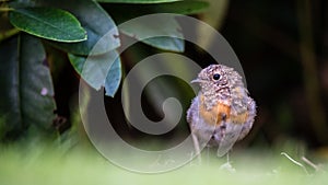 Juvenile Robin