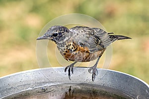 Juvenile robin at bird bath.