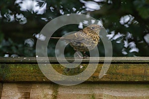 Juvenile Robin on Fence