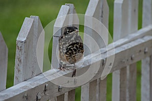 Juvenile Robin on Fence
