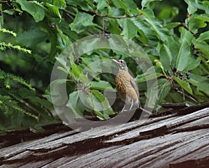Juvenile Robin near Cascara Tree Foliage photo