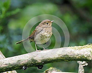 Juvenile robin perching on thick branch