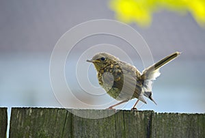 Juvenile Robin sat on fence.