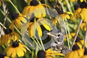 Juvenile Robin in Yellow Flowers