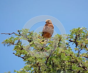 Juvenile Rock Kestrel