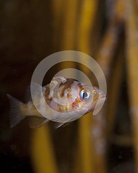 Juvenile rockfish