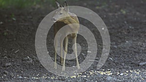 Juvenile roebuck feeding