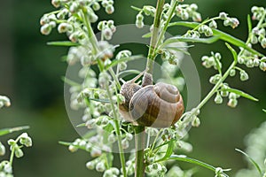 Juvenile Roman snail (Helix pomatia)
