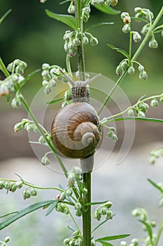 Juvenile Roman snail (Helix pomatia).