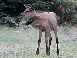 Juvenile Roosevelt Elk