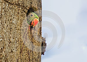 Juvenile rose ring parrot looking out of tree trunk