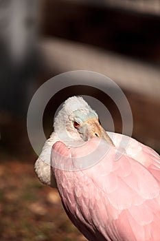 Juvenile Roseate spoonbill bird platalea ajaja