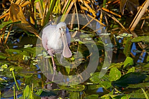 Juvenile Roseate Spoonbill In Faded Colors Wading In A Pond