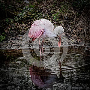 Juvenile Roseate Spoonbill Posing in a Florida Wetland Pond