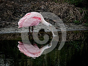 Juvenile Roseate Spoonbill Reflecting as she Feeds