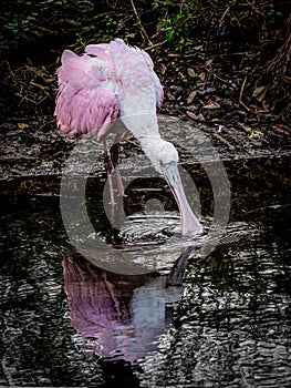 Juvenile Roseate Spoonbill Sifting the Water for Food