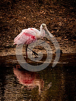 Juvenile Roseate Spoonbill Wading in the Evening Twilight