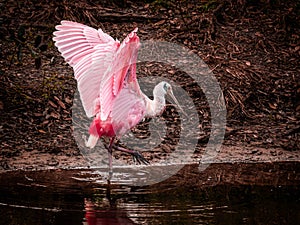 Juvenile Roseate Spoonbill With Wings Lifted in a Florida Wetland