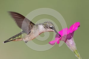 Juvenile Ruby-throated Hummingbird