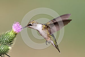 Juvenile Ruby-throated Hummingbird