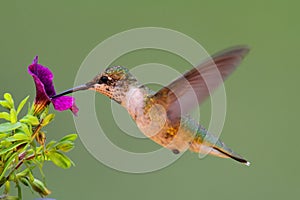 Juvenile Ruby-throated Hummingbird