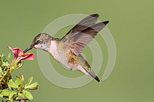 Juvenile Ruby-throated Hummingbird