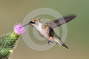 Juvenile Ruby-throated Hummingbird