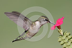 Juvenile Ruby-throated Hummingbird