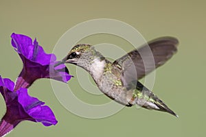 Juvenile Ruby-throated Hummingbird