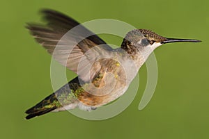 Juvenile Ruby-throated Hummingbird (archilochus colubris)