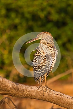 Juvenile Rufescent Tiger Heron on a branch